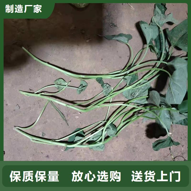 紫薯苗市場報價