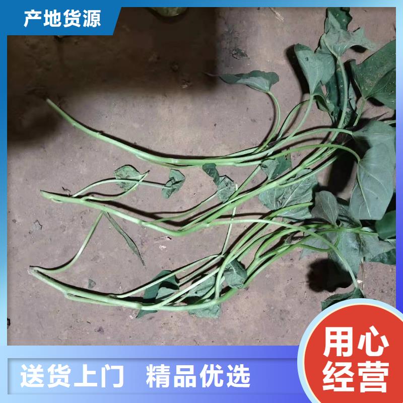 紫薯苗（濟(jì)黑2號上市）歡迎洽談合作