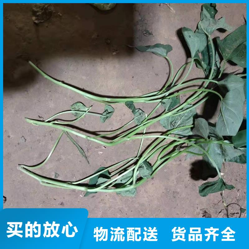 紫薯種子多少錢一棵