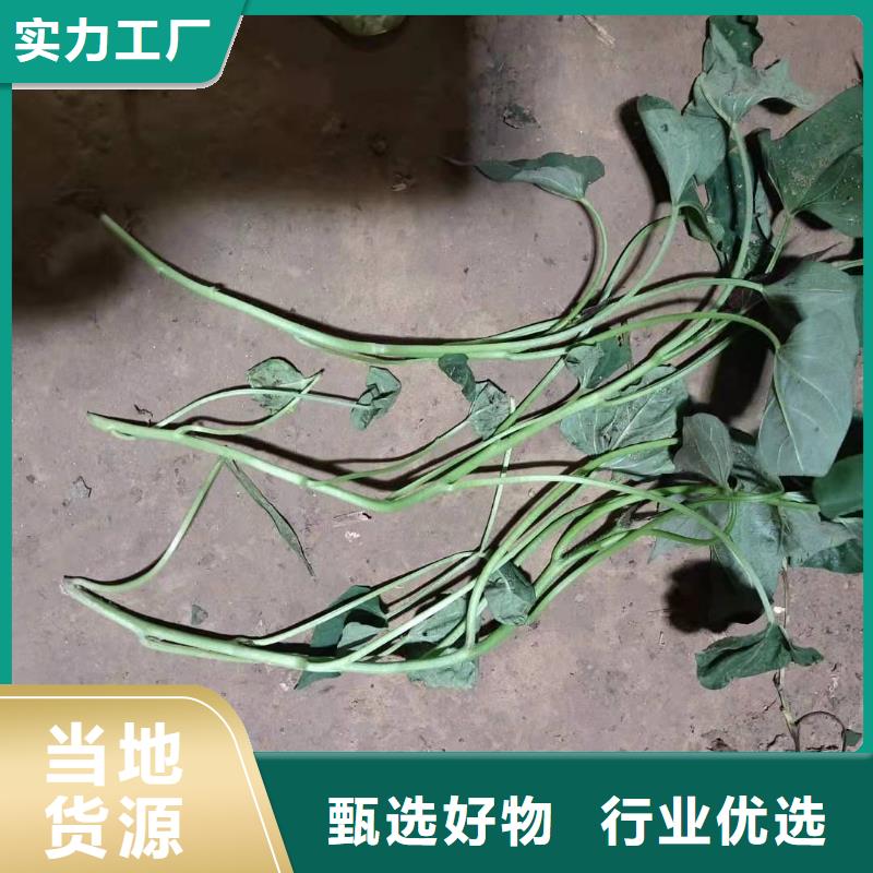 紫薯苗紫薯雪花片專業(yè)設(shè)計(jì)