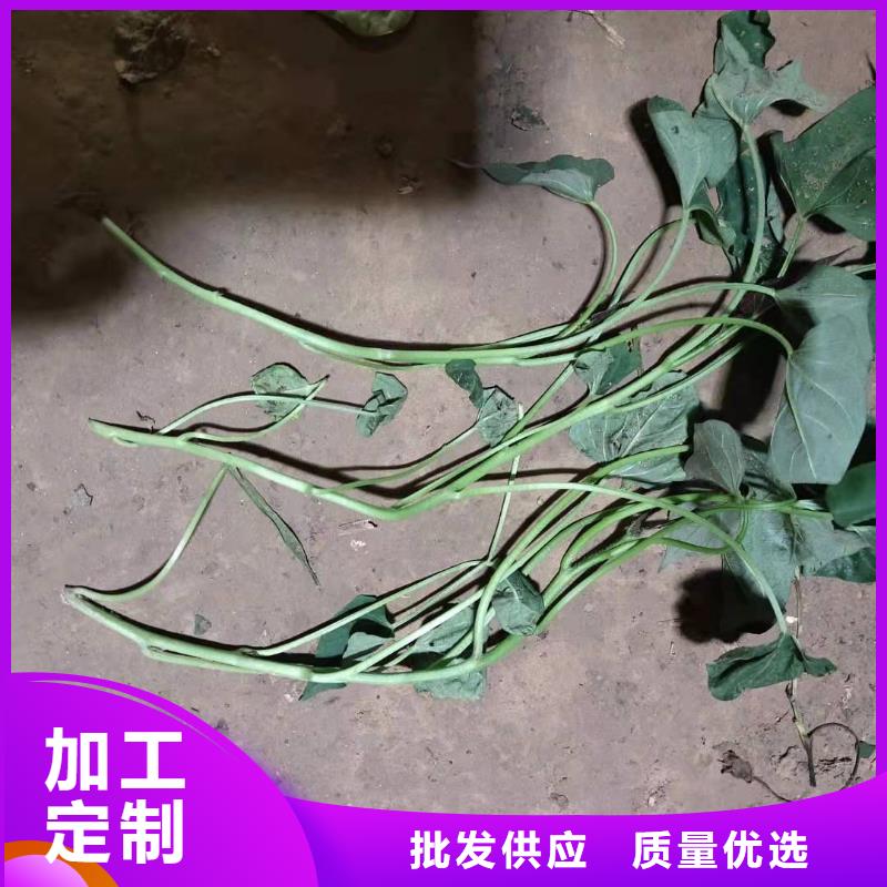 紫色地瓜苗（夏薯）多少錢