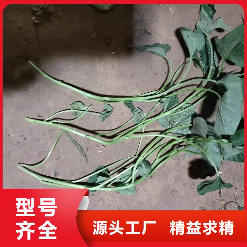 紫紅薯苗2025新苗上市