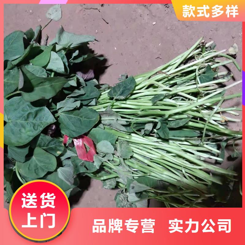 紫薯苗（濟黑2號）圖片