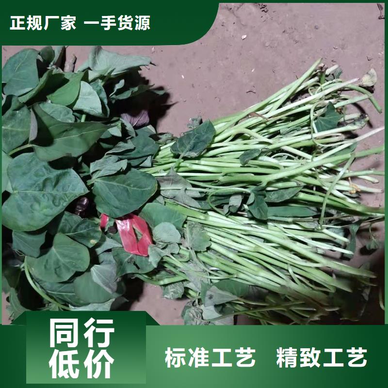 瓊中縣麥茬濟黑2號苗剪苗