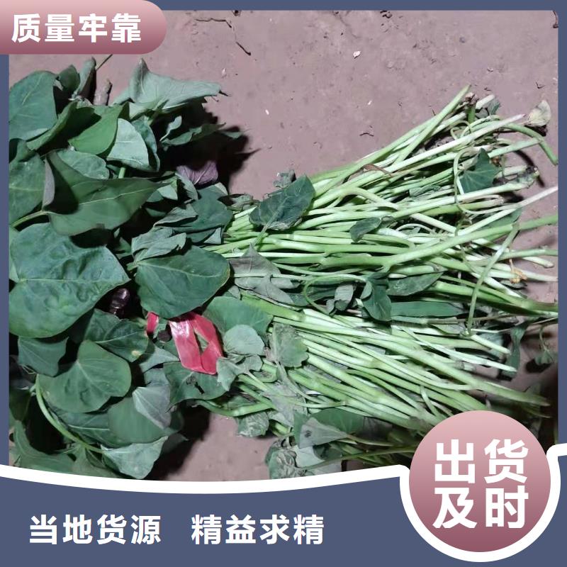 紫薯苗子多少錢