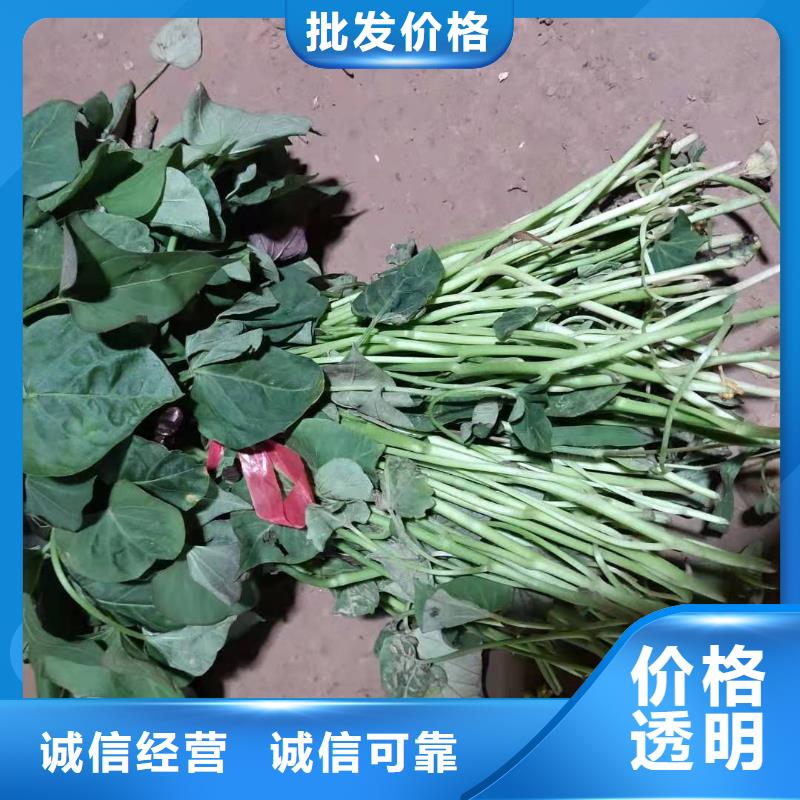 紫薯苗_【紫薯雪花片】購買的是放心