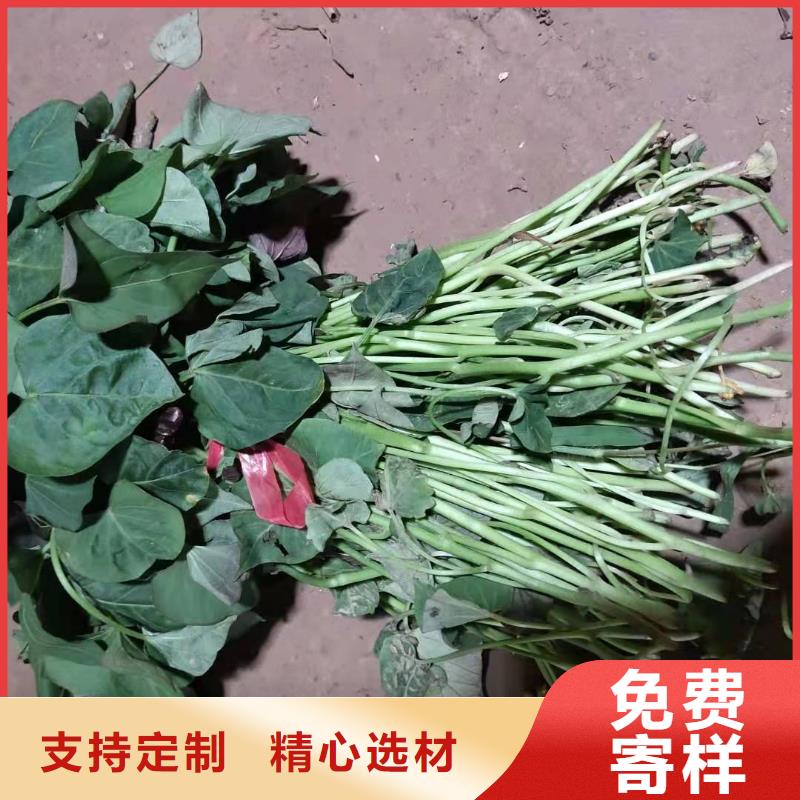 紫地瓜苗廠家價格