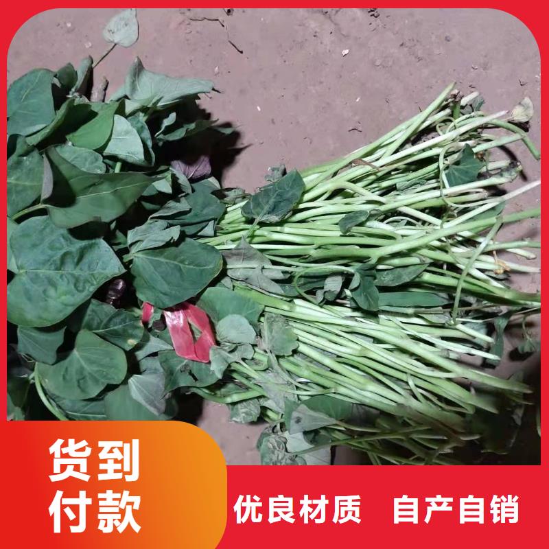 高產脫毒紫薯苗（凌紫品種）客戶群遍布全國