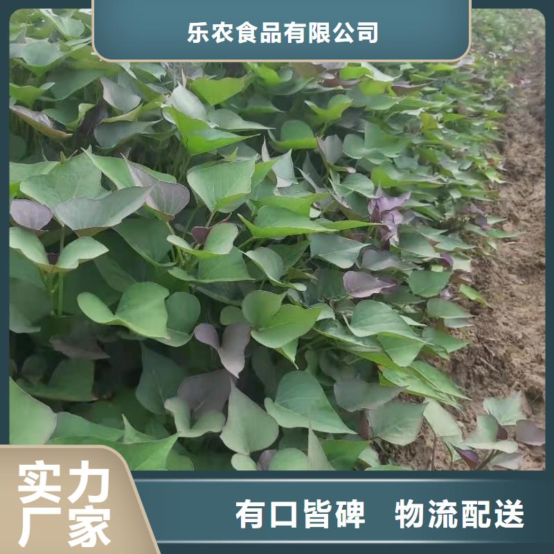 麥茬苗（紫薯)供應商