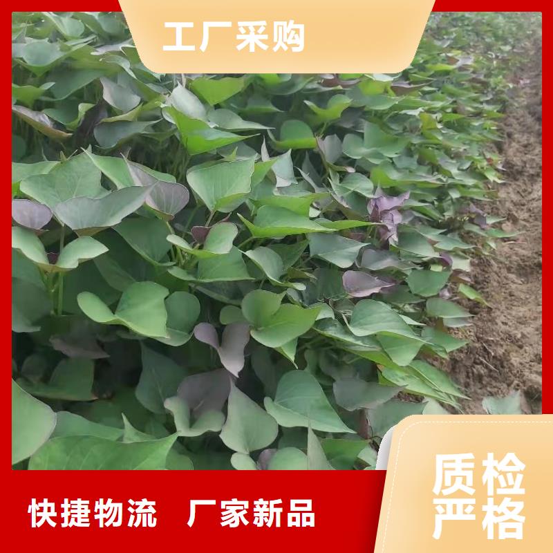 紫紅薯苗2025新苗上市
