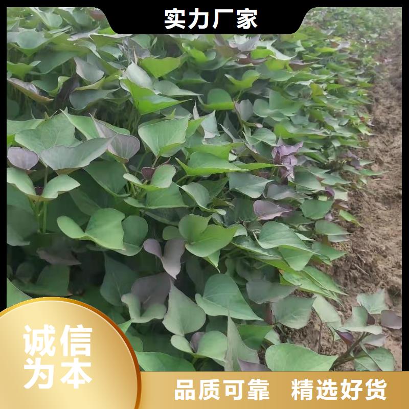 紅薯苗（西瓜紅）電話