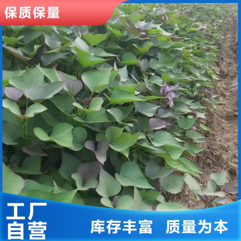 紫羅蘭紫薯苗零售批發