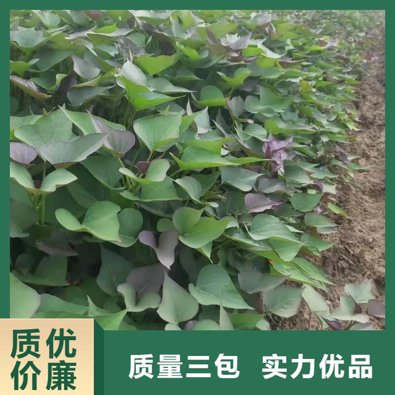 瓊中縣麥茬濟黑2號苗剪苗