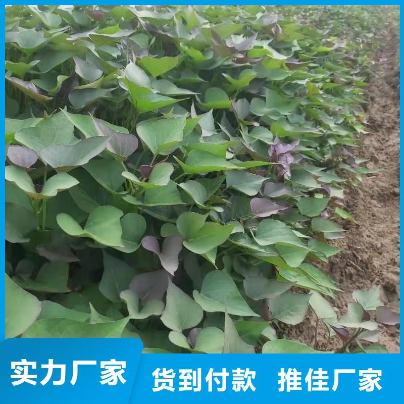 【紫薯苗】羽衣甘藍粉實體廠家大量現貨
