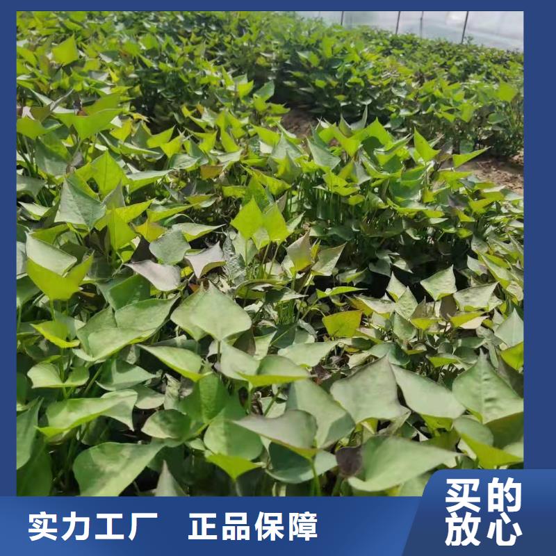 紫薯苗_【紫薯雪花片】購買的是放心
