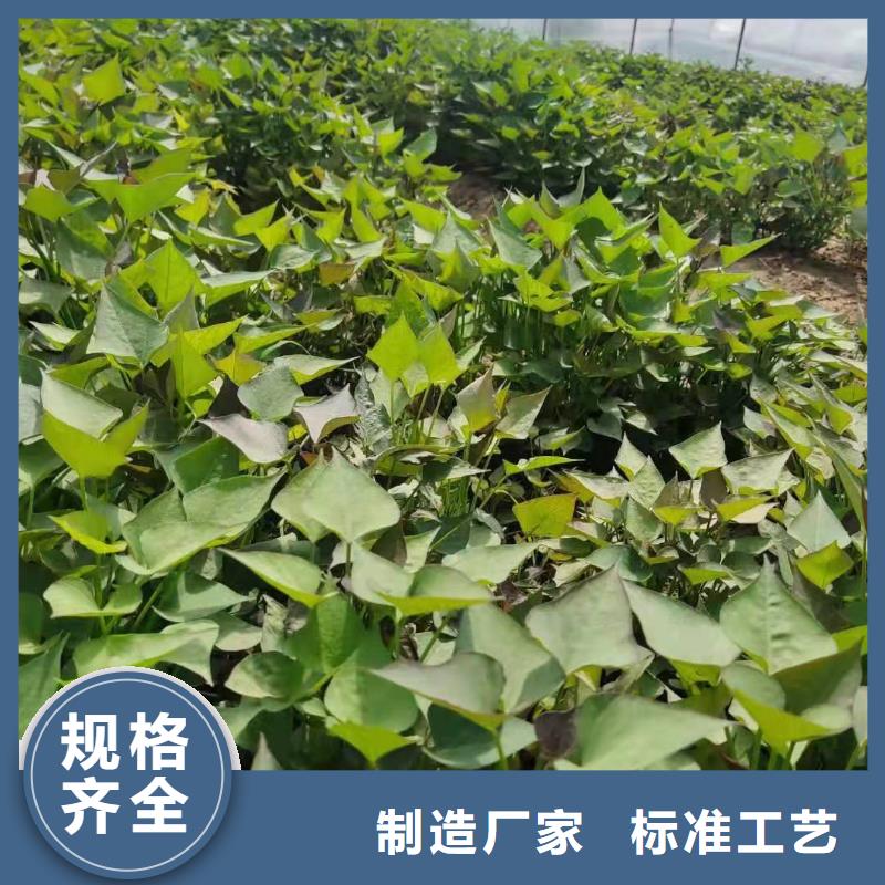 麥茬苗（紫薯)種植基地