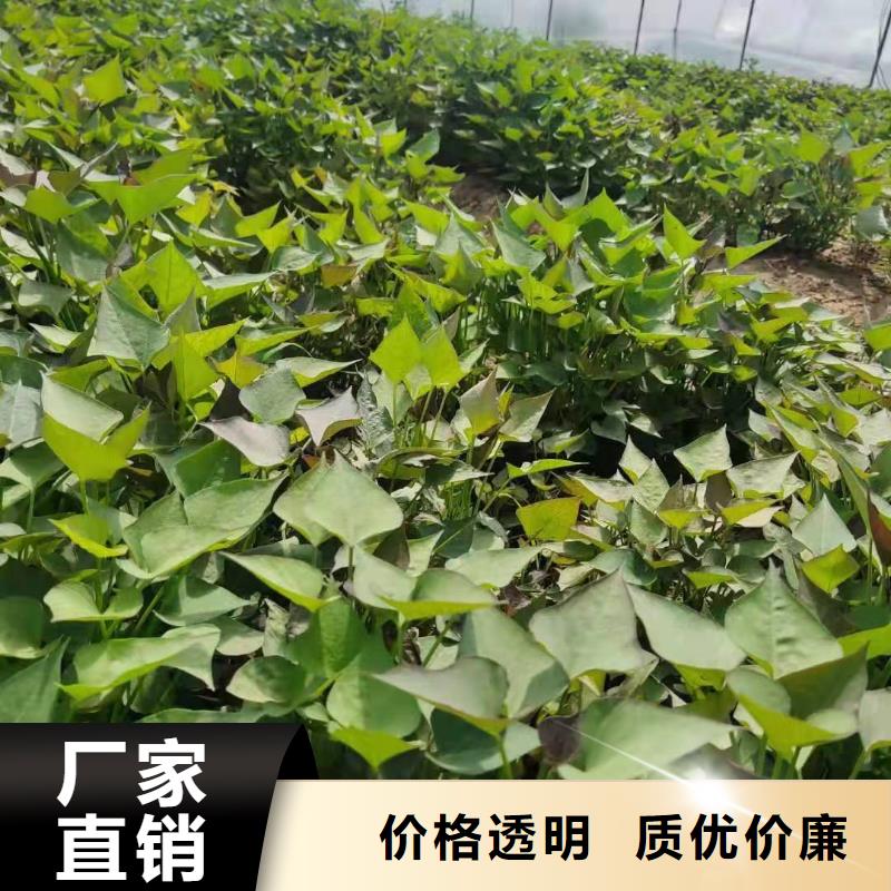 紫色地瓜苗（夏薯）技術指導