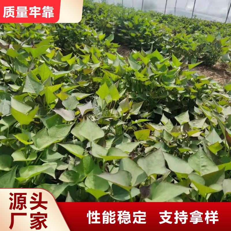 紫薯苗子源頭廠家