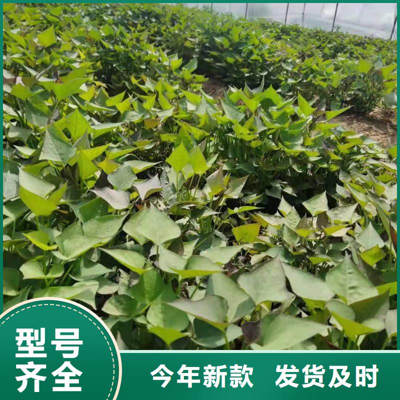 紫甘薯苗銷售