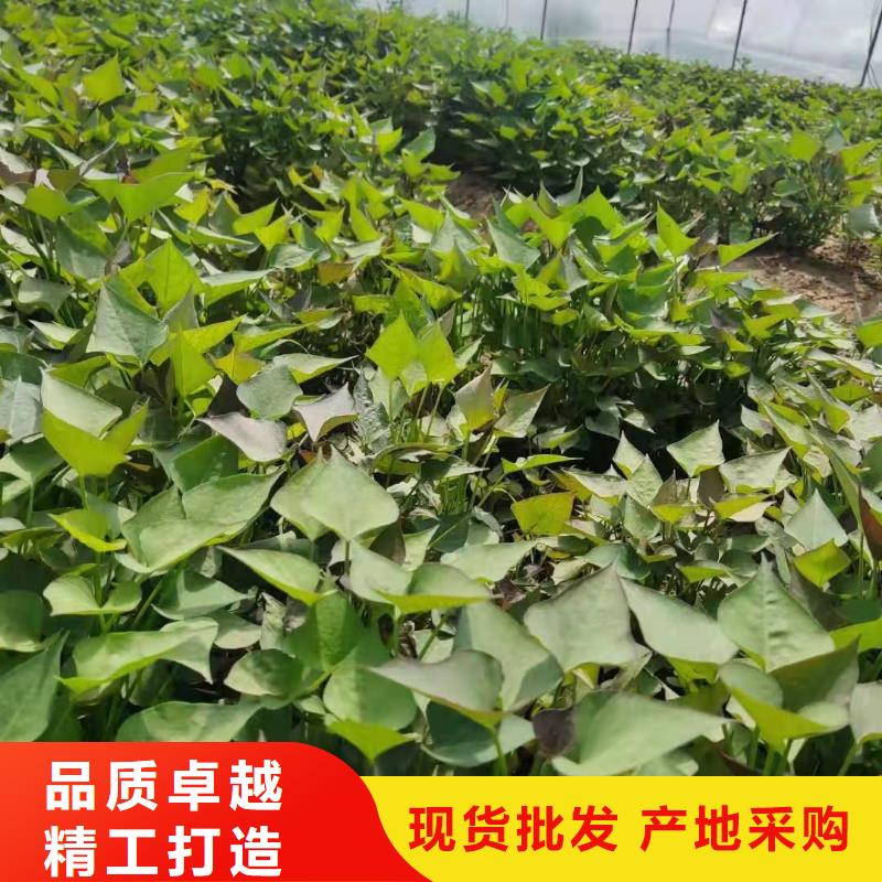 麥茬苗（紫薯)生長周期