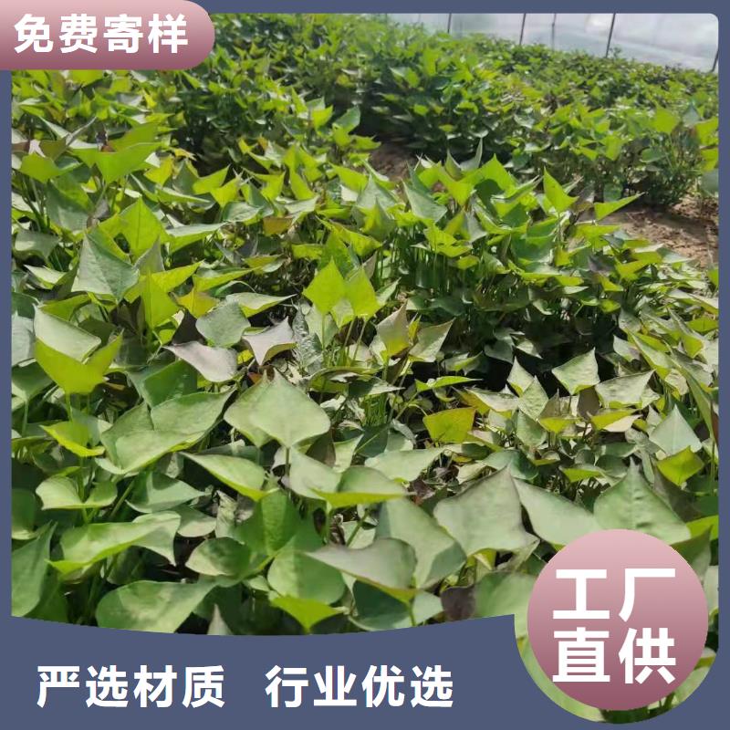 紫紅薯苗批發