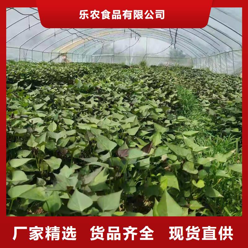 紫甘薯苗銷售