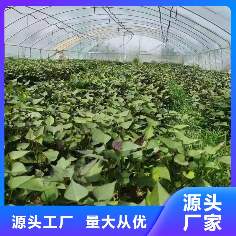 濟黑2號紫薯苗批發基地