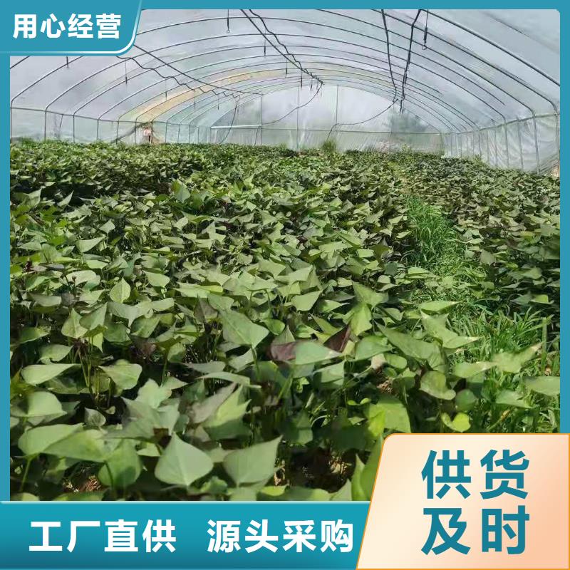 紅薯苗（西瓜紅）多少錢一棵