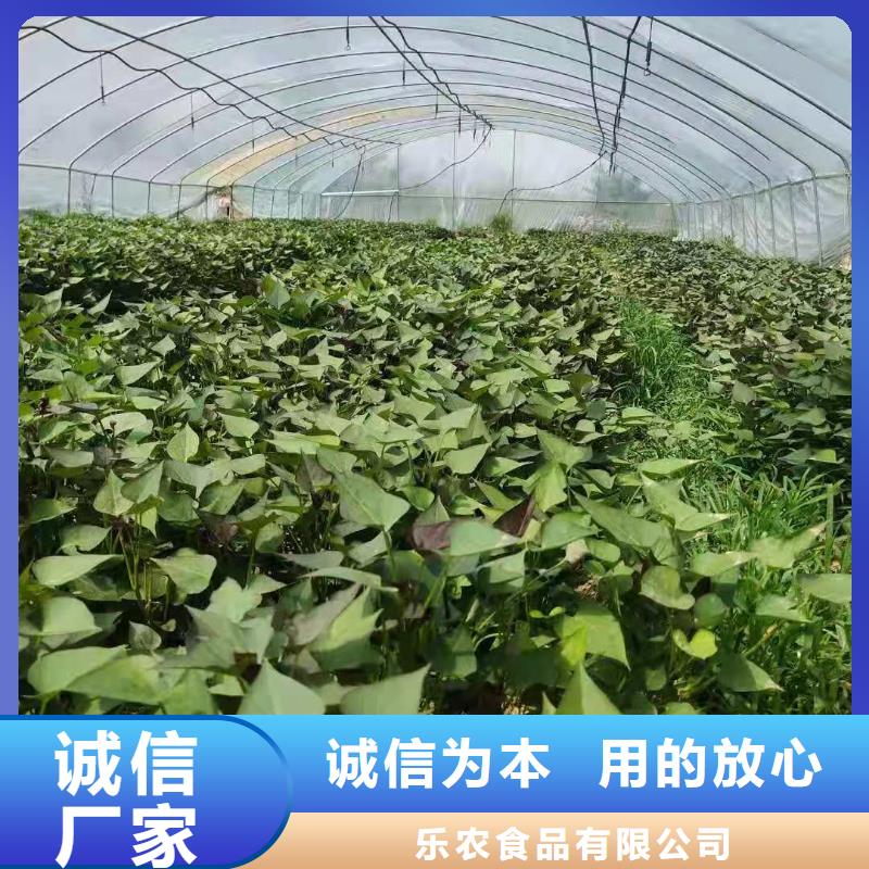 脫毒紫薯苗廠家價格是多少