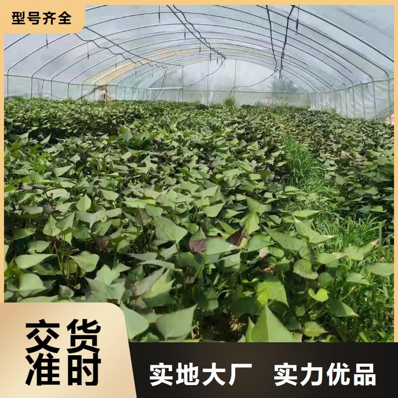 澄邁縣麥茬苗（紫薯)就選樂農食品