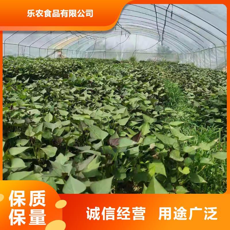 鮮食型紫薯苗多少錢