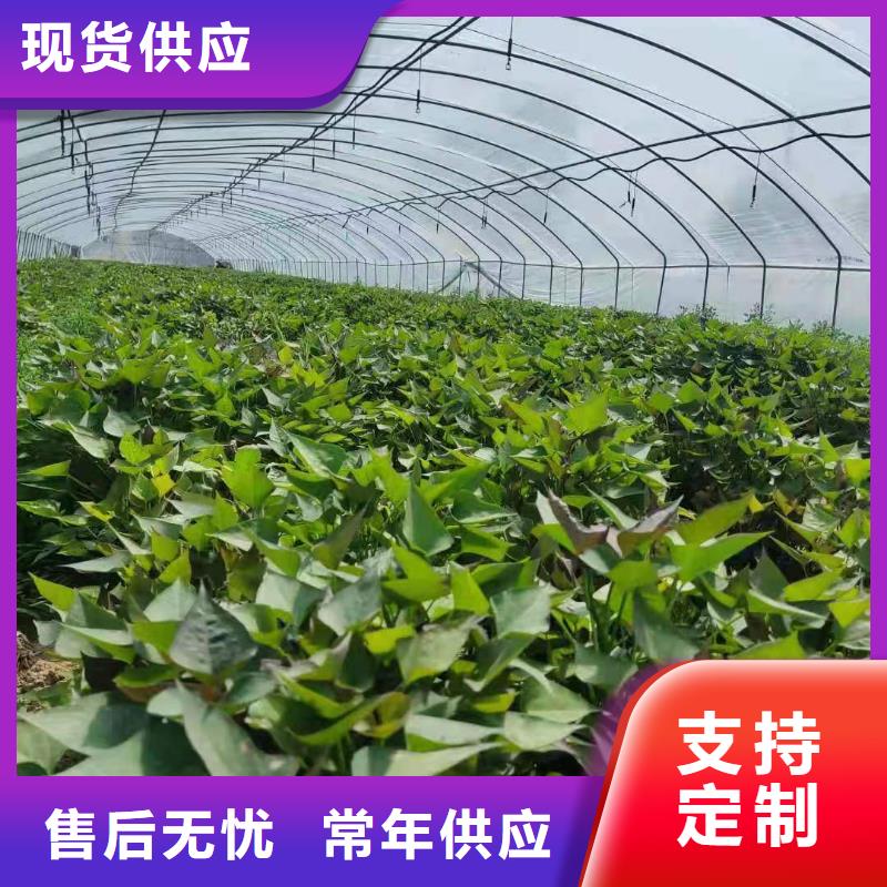 紫薯苗管理方式