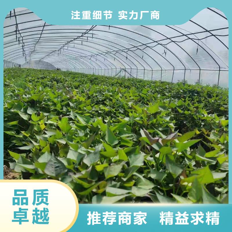 紫薯種子廠家價格是多少
