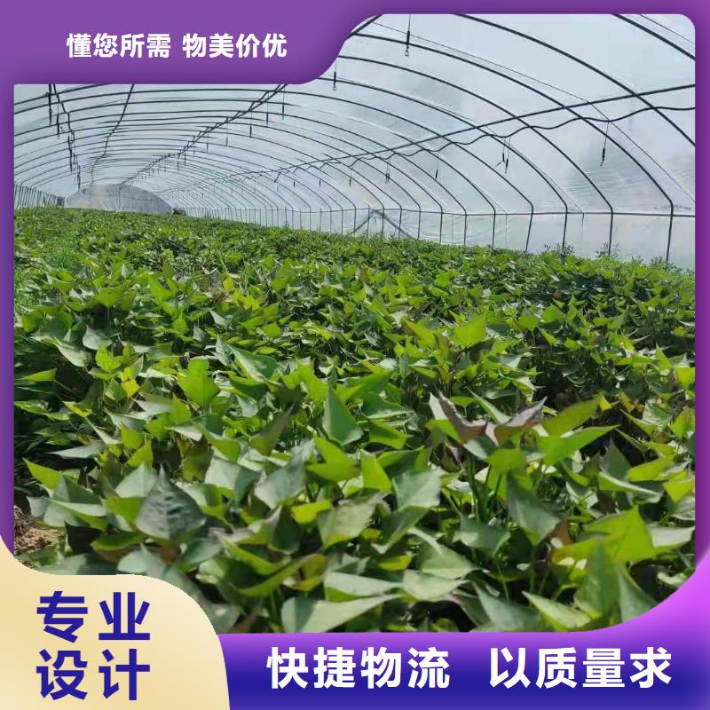 紫地瓜苗子怎么培育