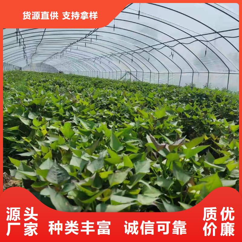 紫薯苗（濟黑2號）廠家