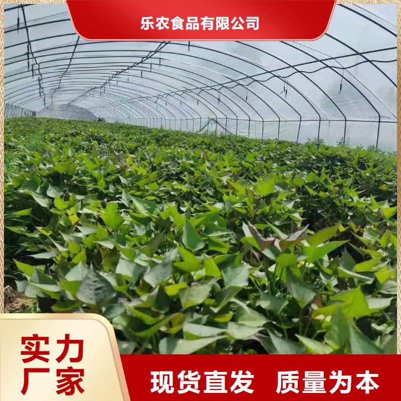 紫薯種子源頭廠家