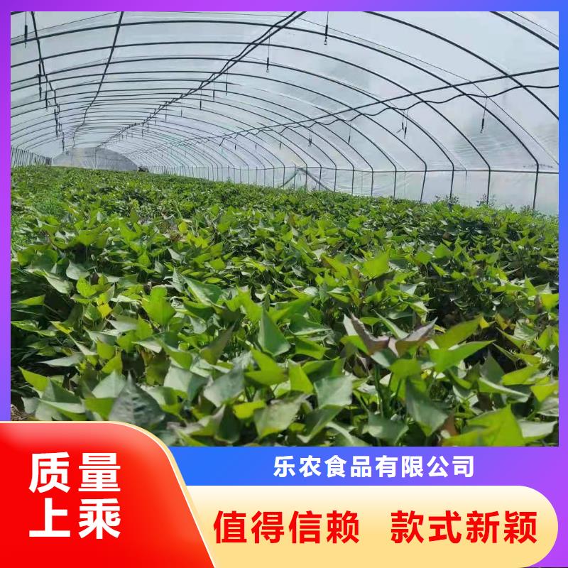 紫甘薯苗銷售