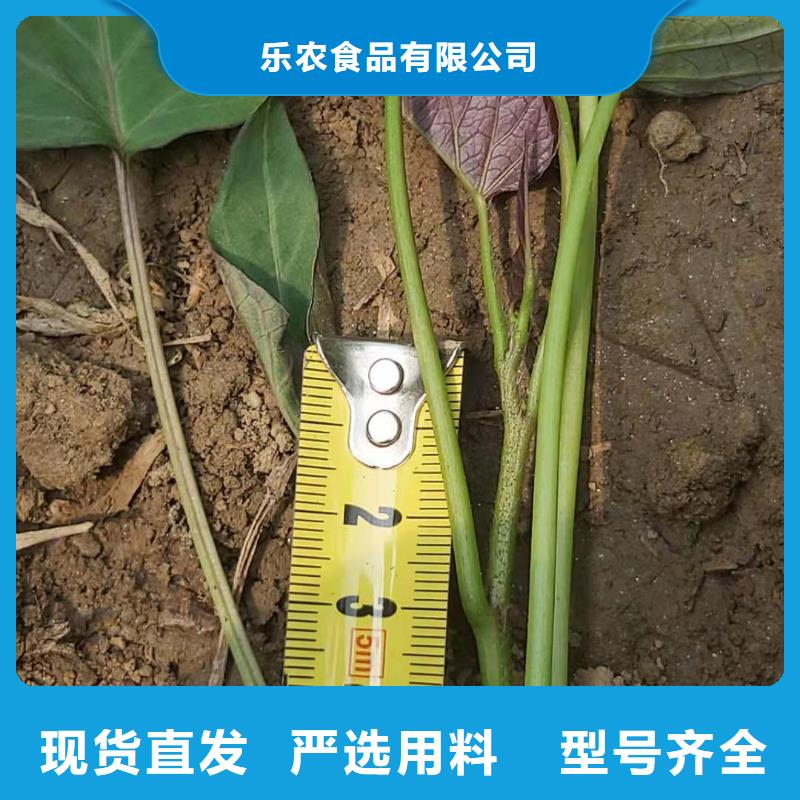 紫紅薯苗圖片