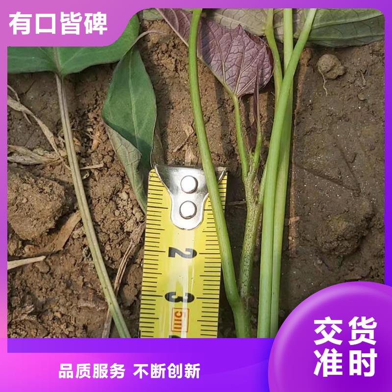 脫毒紫薯苗源頭廠家