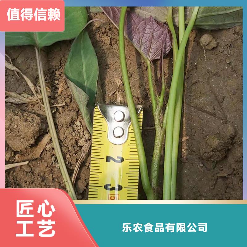 紫薯苗子供應