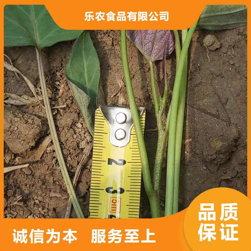紫甘薯苗多少錢