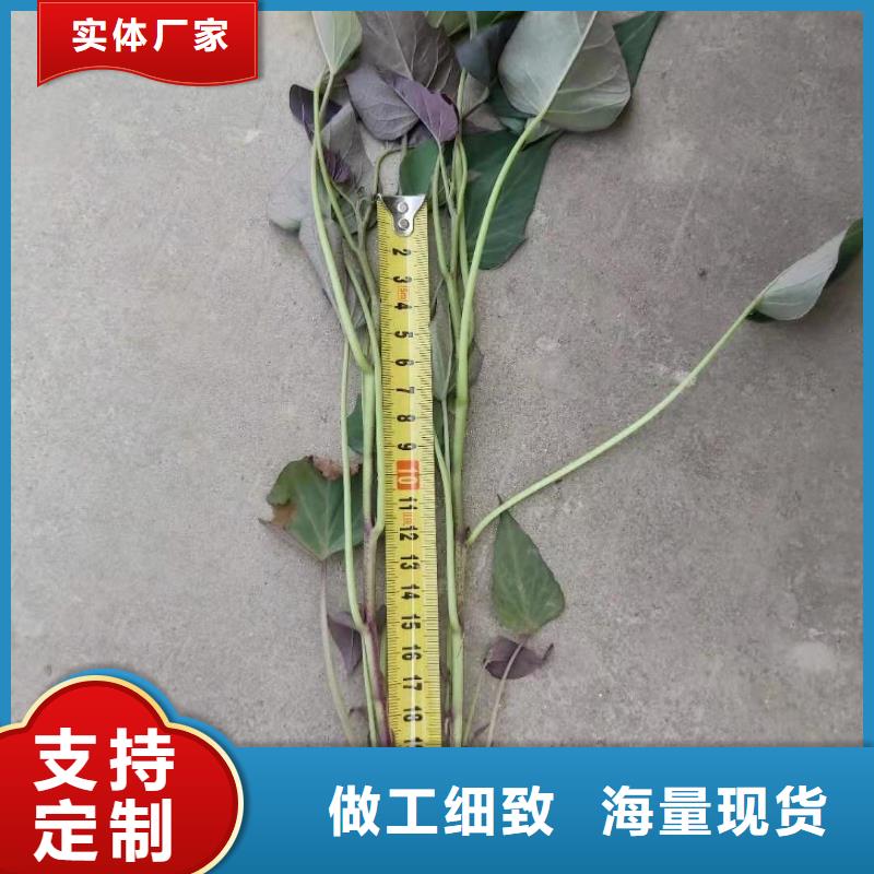 紫地瓜苗子電話