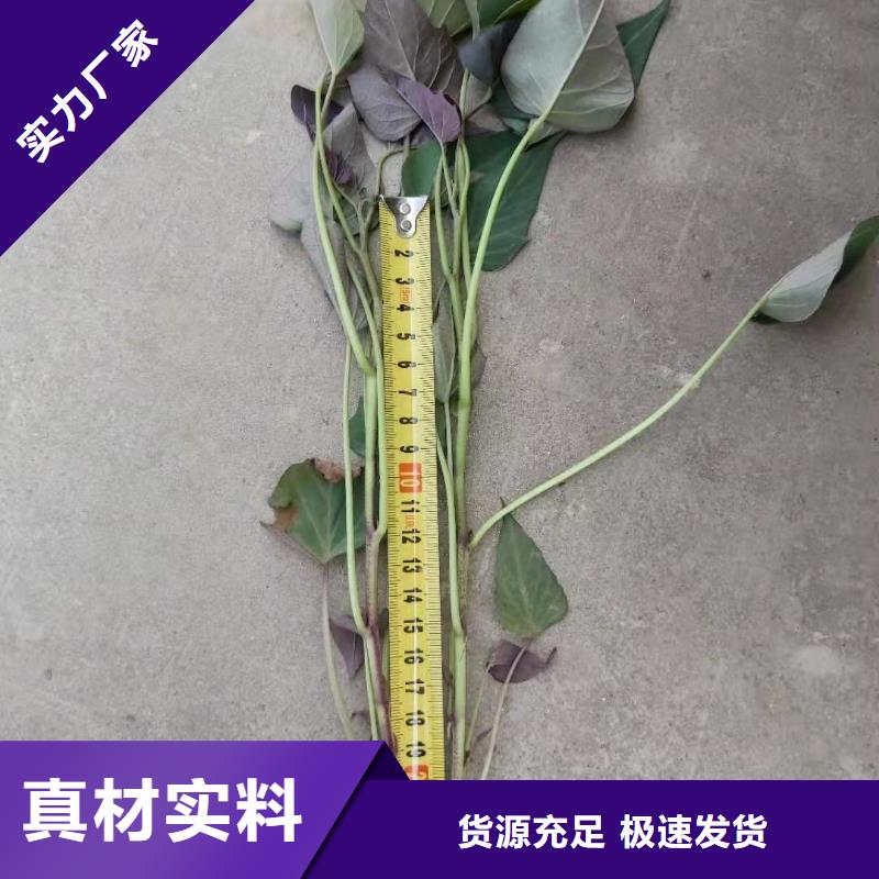 高產脫毒紫薯苗（凌紫品種）客戶群遍布全國