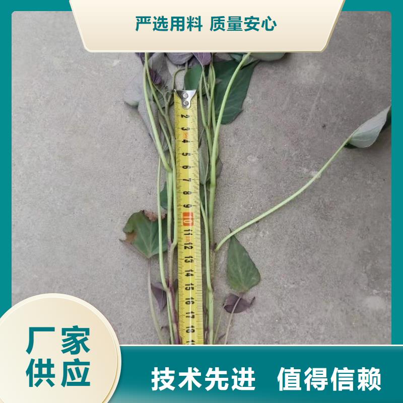 鮮食型紫薯苗批發銷售