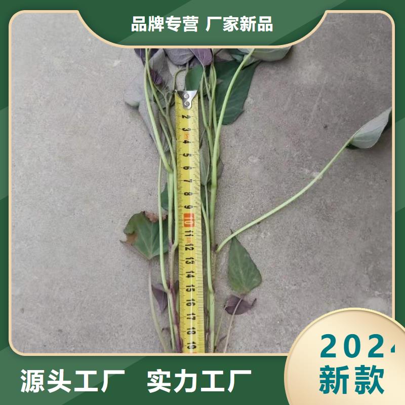 紫薯苗（春薯苗）就選樂農(nóng)食品