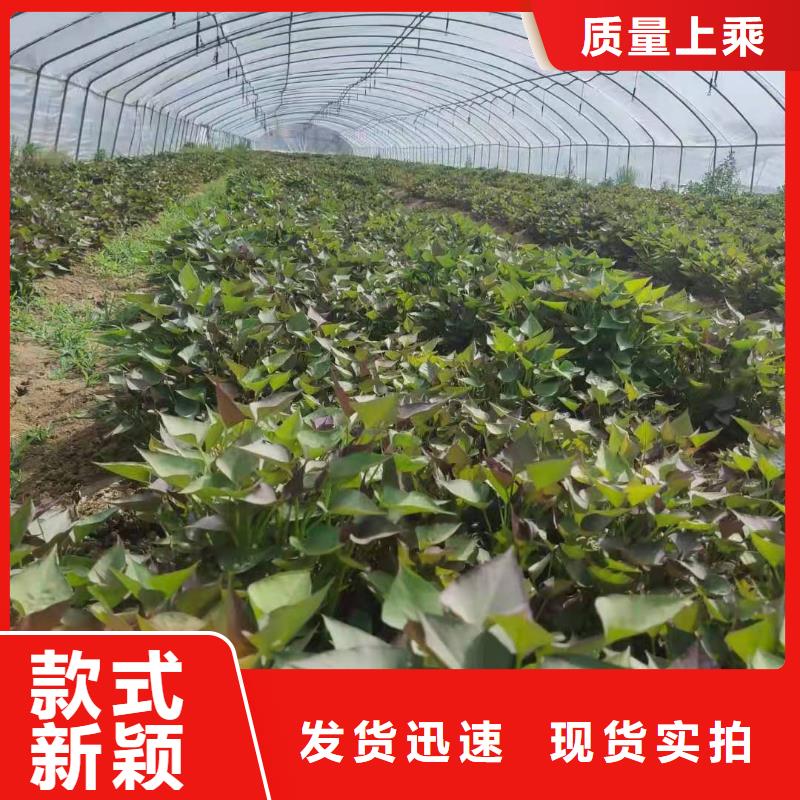 紫地瓜苗子2025新苗上市