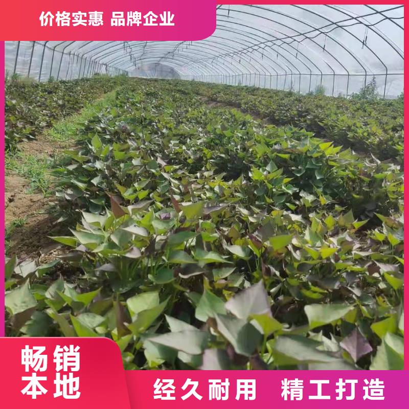高產紅薯苗（預售中）品種多樣