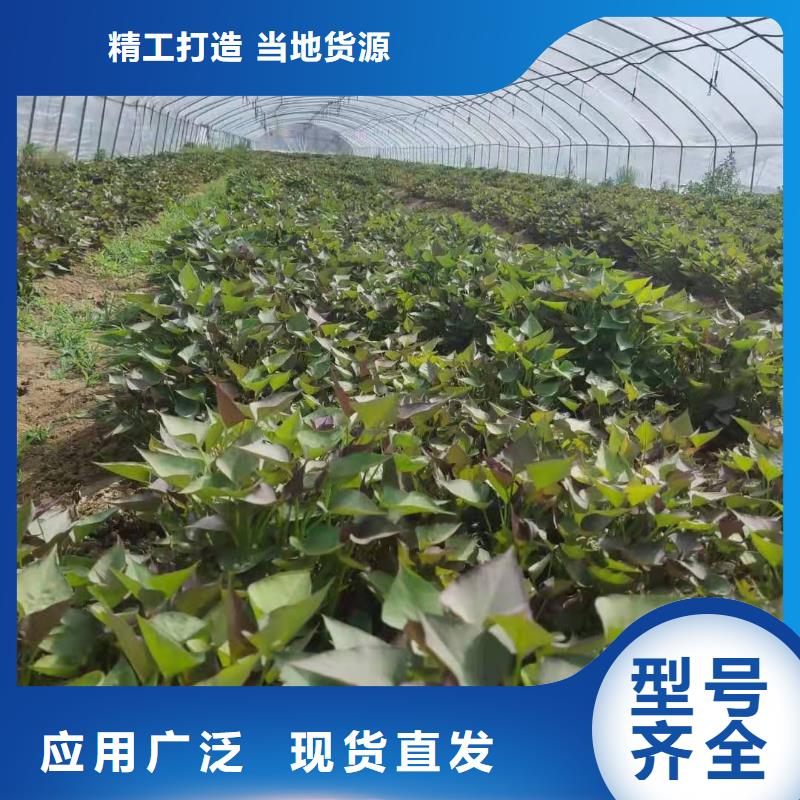 紫甘薯苗市場報價