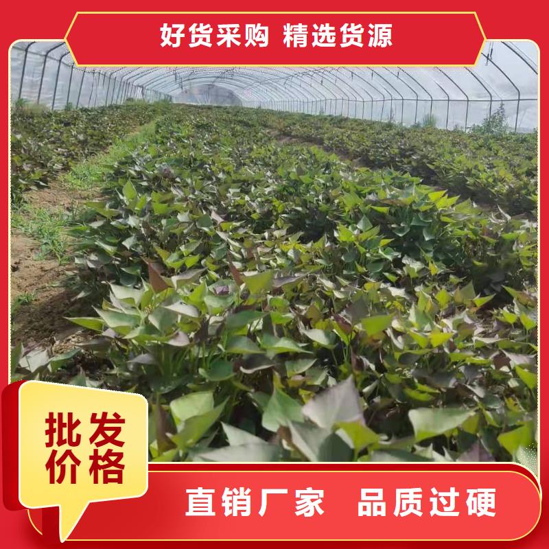 紅薯苗（西瓜紅）歡迎致電