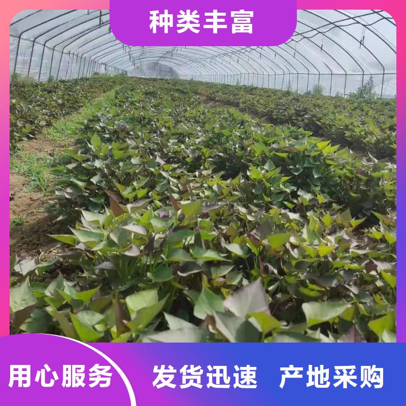 紫薯苗子銷售